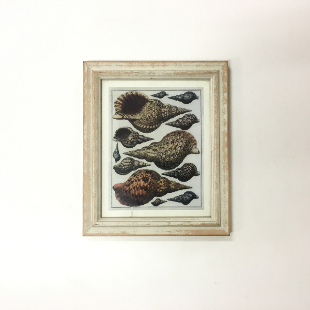 ARTWORK, Print (Small) - Botanical - Shells 